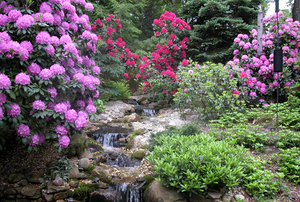 Bill & Veronica Schiavo—Woodland Garden