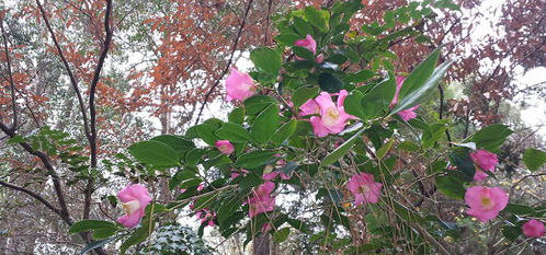 Peckerwood january camellia banner
