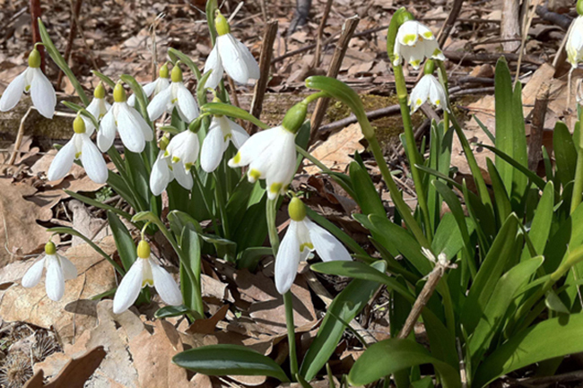 Tompkins County, NY Open Day