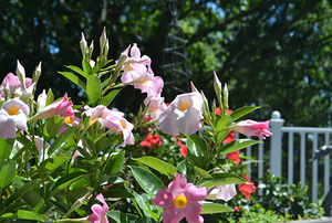 Barbara Agren's Smithfield Cottage