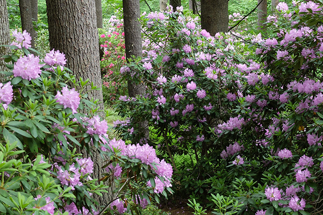 Digging Deeper: Beauty All Around You—Lush, Low-Maintenance Gardens at Any Scale - CANCELED