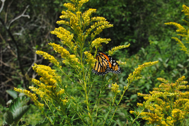 Digging Deeper: Monarchs in Your Garden