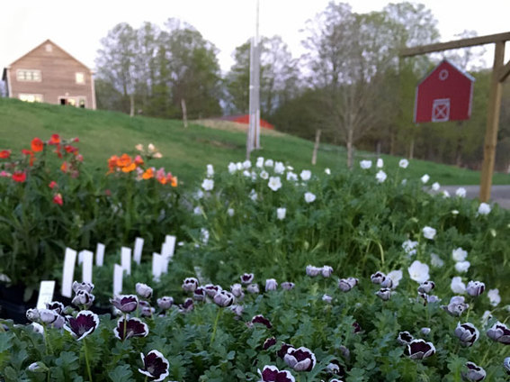 Digging Deeper: Bunker Farm Plants - General admission