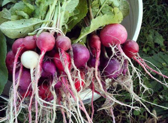Digging Deeper: Growing Food and Community—An Urban Farm to Table Celebration - Members