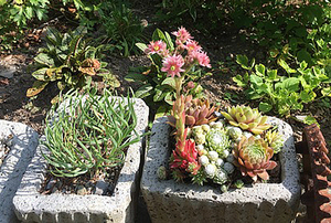 Mary Squyres' Garden
