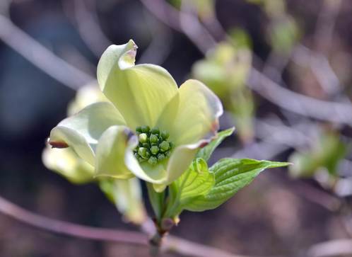 Dogwoods3