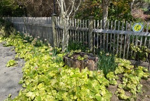 The Garden of Dianne B.